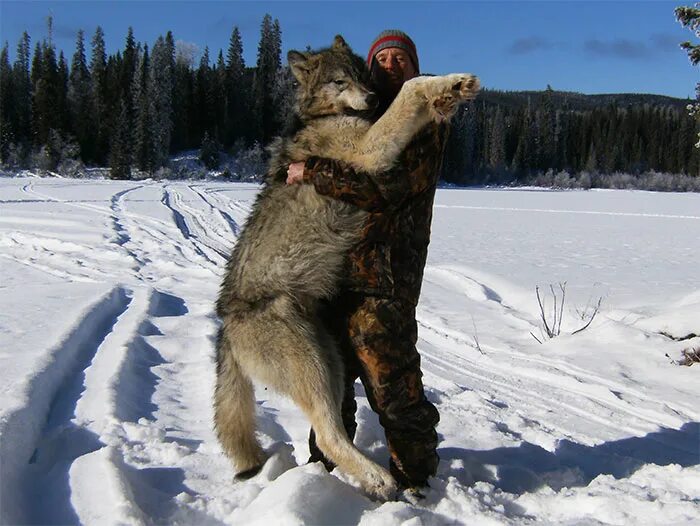 Самый главный волк. Якутский Полярный волк. Большие волки.