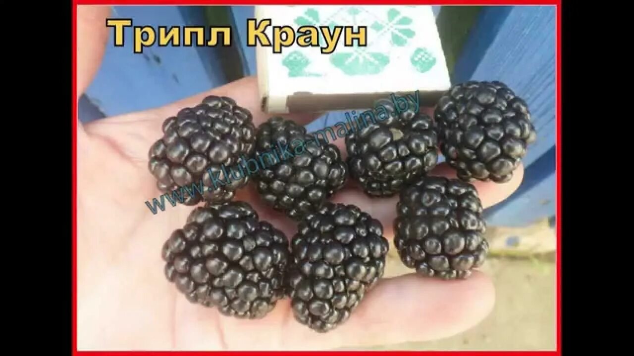 Трипл краун отзывы. Ежевика трипл краун. ежевика сорт трипл краун. ежевика сорт тройная корона. ежевика «трипл краун (тройная корона)».