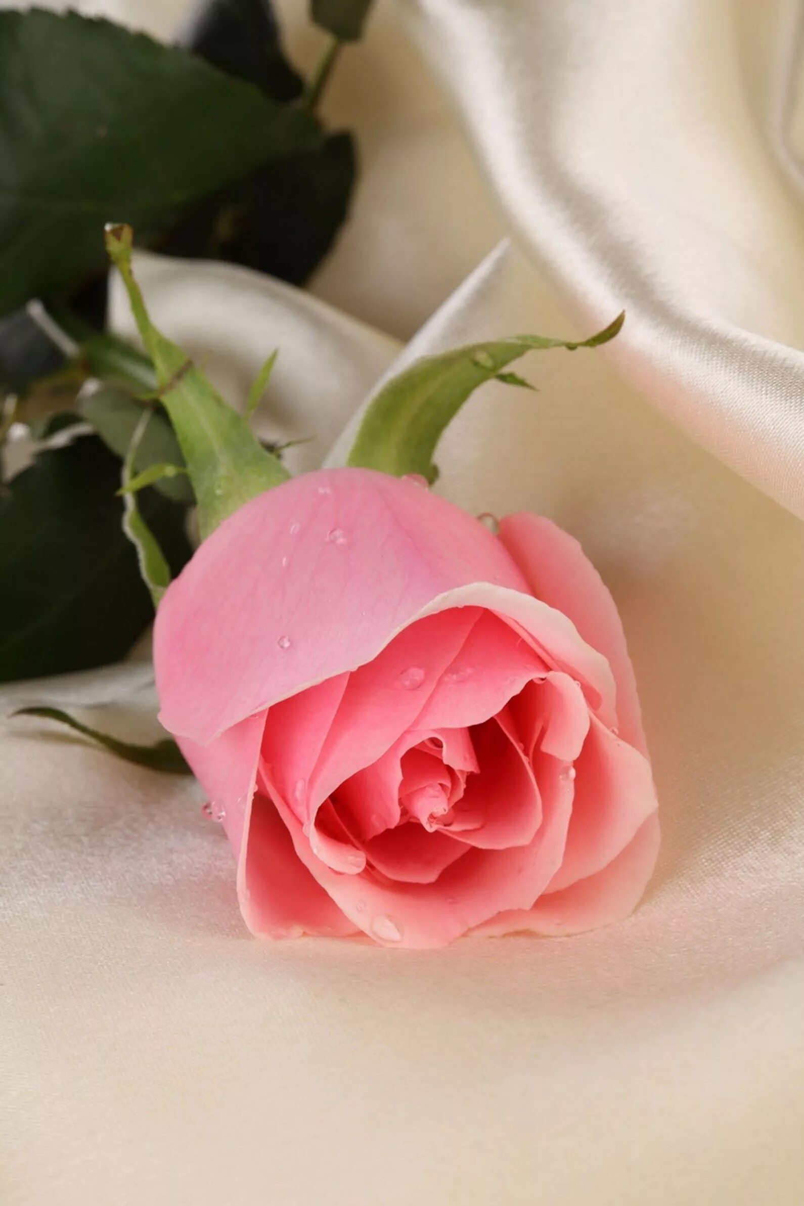 Нежные розы. Шикарные розовые розы. Цветы для любимой. Открытки с розами.
