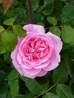 Rose blossom