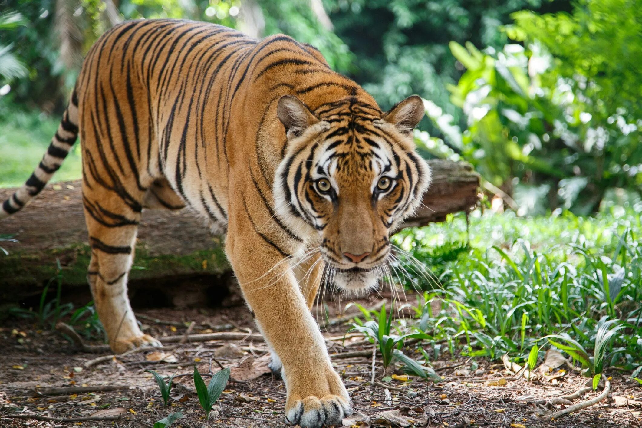 Туранский тигр. Тигр корейский маскот. The jangsan tiger. Бенгальский тигр охотится. Туранский тигр.
