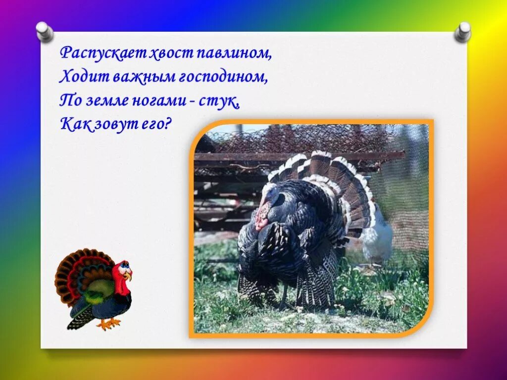 Иногда говорят распушил хвост как павлин. Загадка о павлине для детей. распускает хвост павлином ходит. распускает хвост павлином ходит важным господином. распускает хвост павлином загадка.