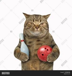 Боулинг котом