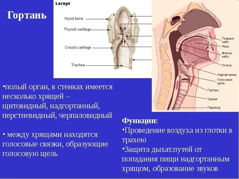 Функции гортани в дыхательной системе. Гортань это орган дыхательной системы. строение гортани и трахеи. надгортанный хрящ. функции гортани человека.