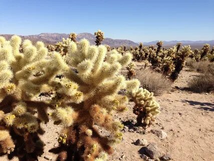 Desert plant