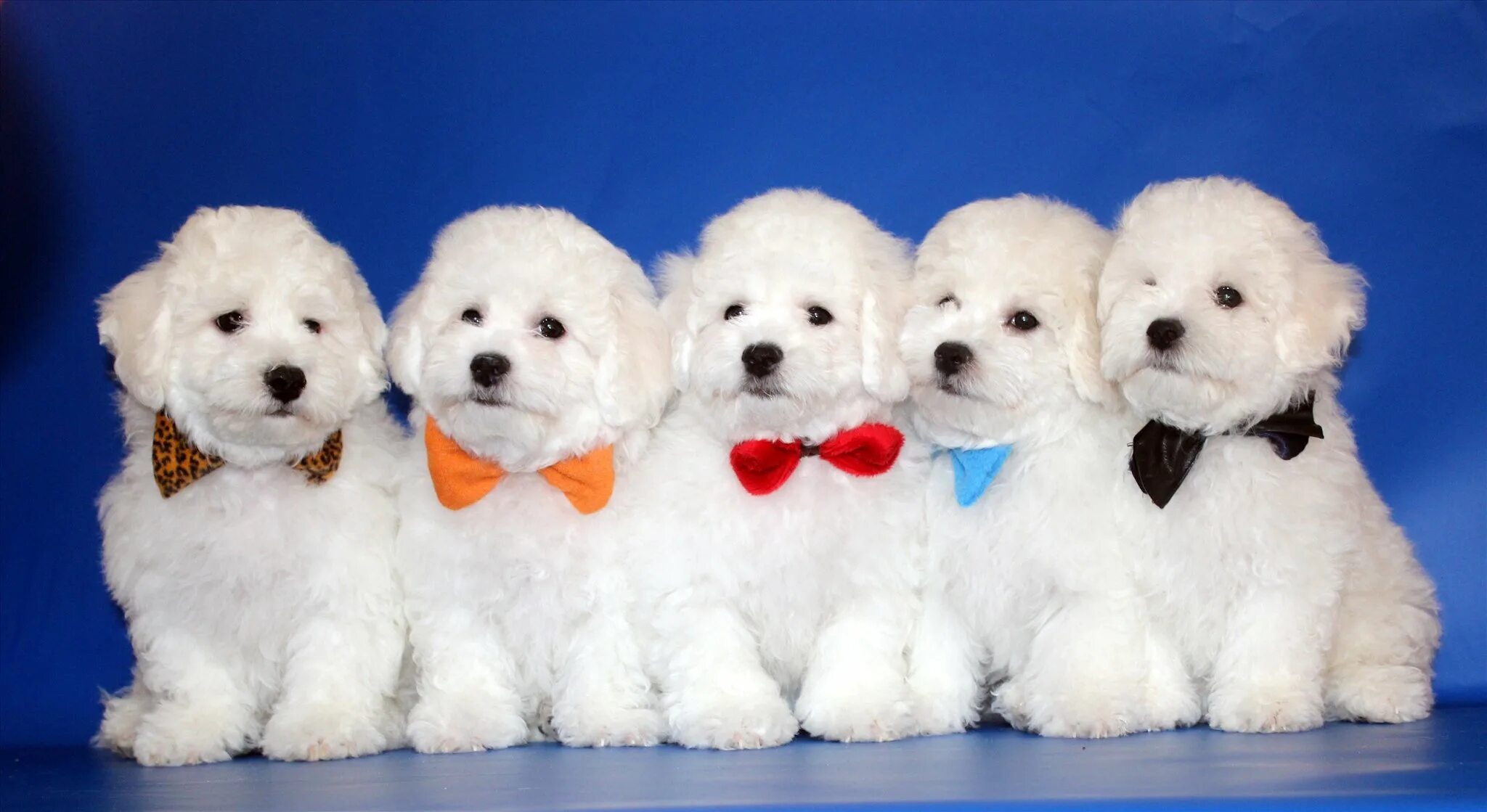 Болонка бишон фризе. Щенки бишон фризе. Бишон фризе щенок. Бишон фризе. Болонка бишон фризе.