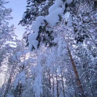 Восточный 1 февраля
