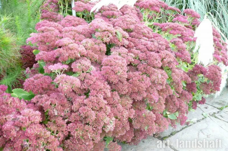 Седум хербстфройде. Очиток видный &#039;herbstfreude&#039;. седум herbstfreude. очиток телефиум herbstfreude. седум видный «herbstfreude».