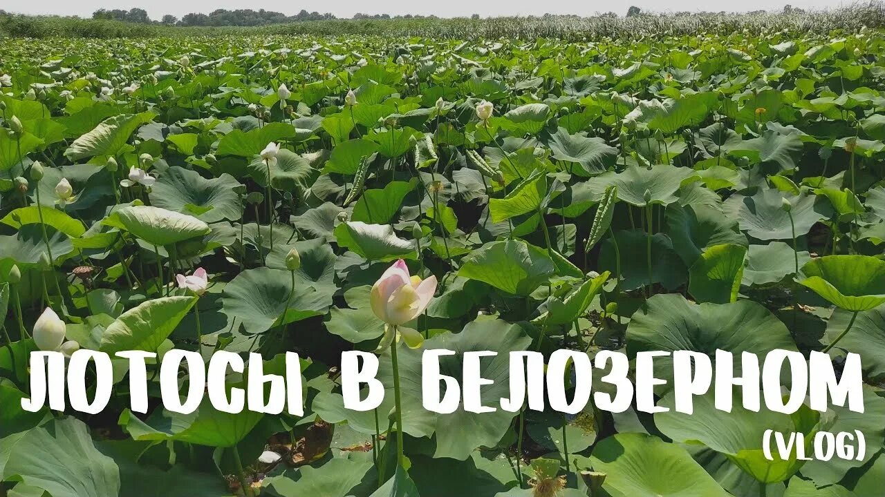 В Амурской области еще на одном озере распустились лотосы (фото) ▸ Amur.Life