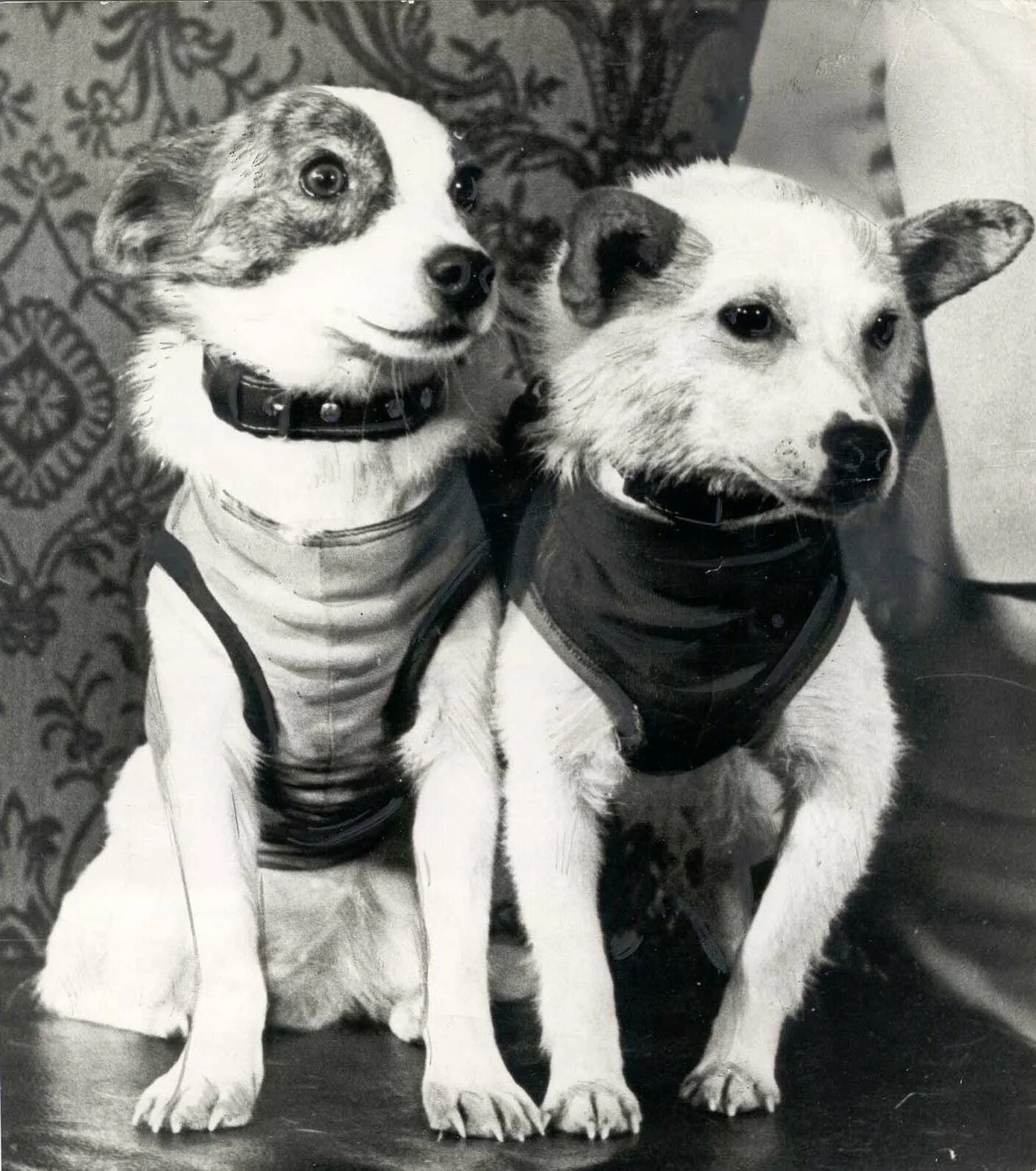 Белка и стрелка 1 космонавты. Первый полет в космос белки и стрелки. Собаки которые летали. Собачка на ссср маечках. Лайка первая собака в космосе.