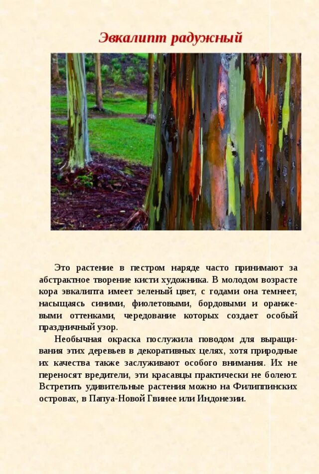 Описание радужного. Сообщение на тему радуга. Радужный эвкалипт интересные факты. Семь цветов радуги. Описание радужного.