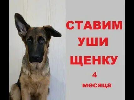 Ставим уши