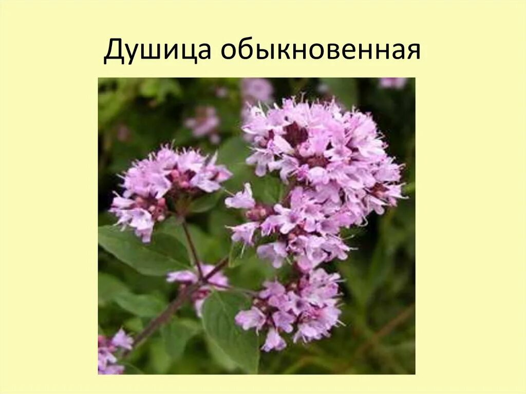 Душица и душица в чем разница. Душица растение. душица обыкновенная фармакопея. душица обыкновенная гф. душица сибирская.