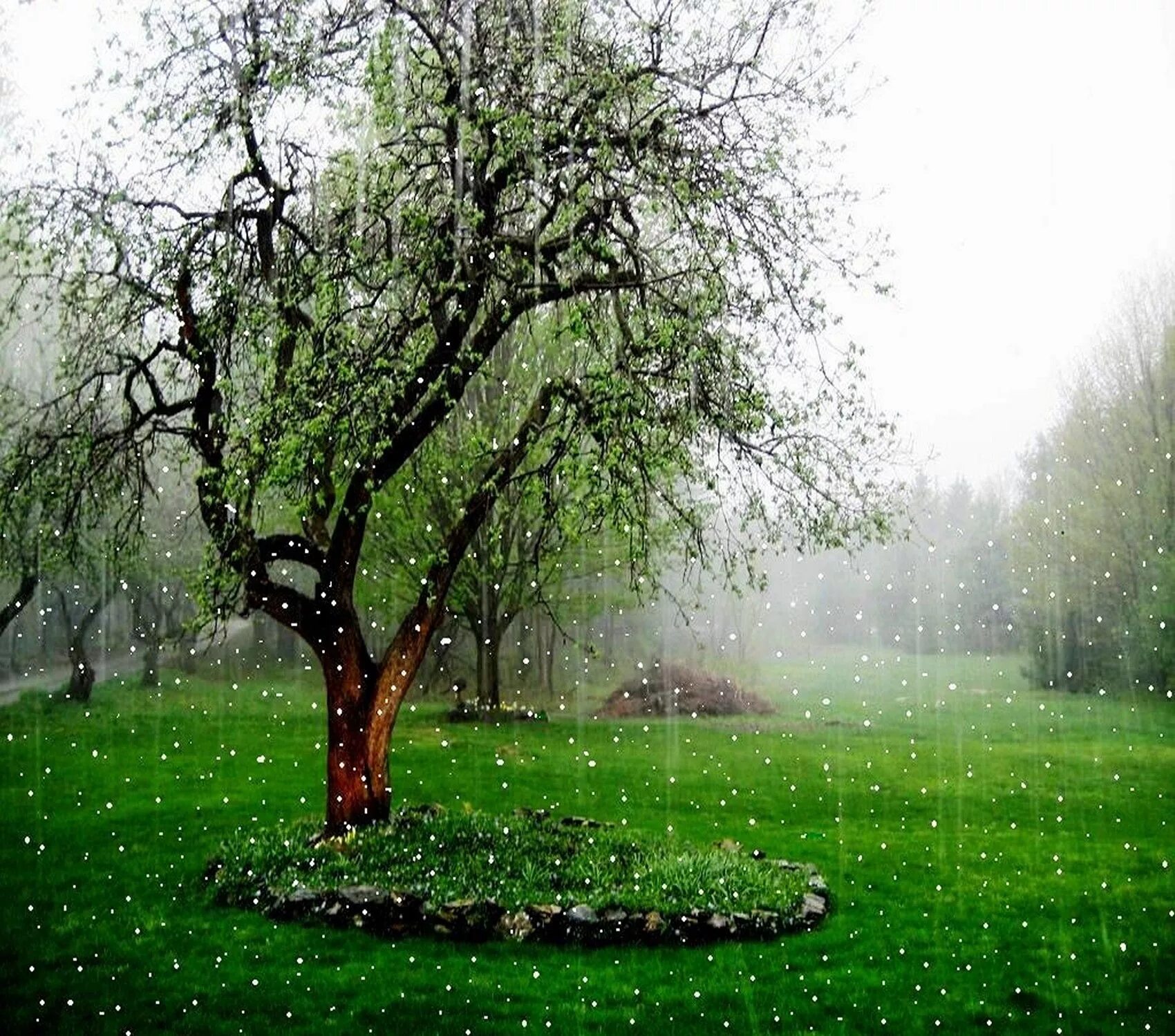 Самый дождливый месяц лета. Дерево под дождем. Природа дождь. Природа после дождя.