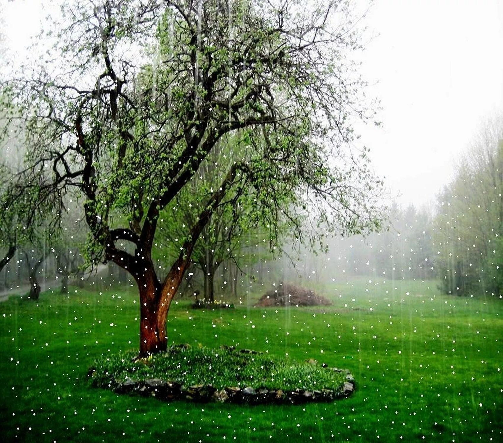 Raining tree
