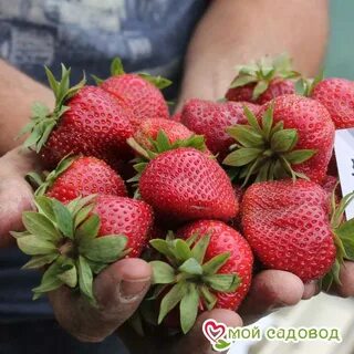 Флер клубника описание и отзывы