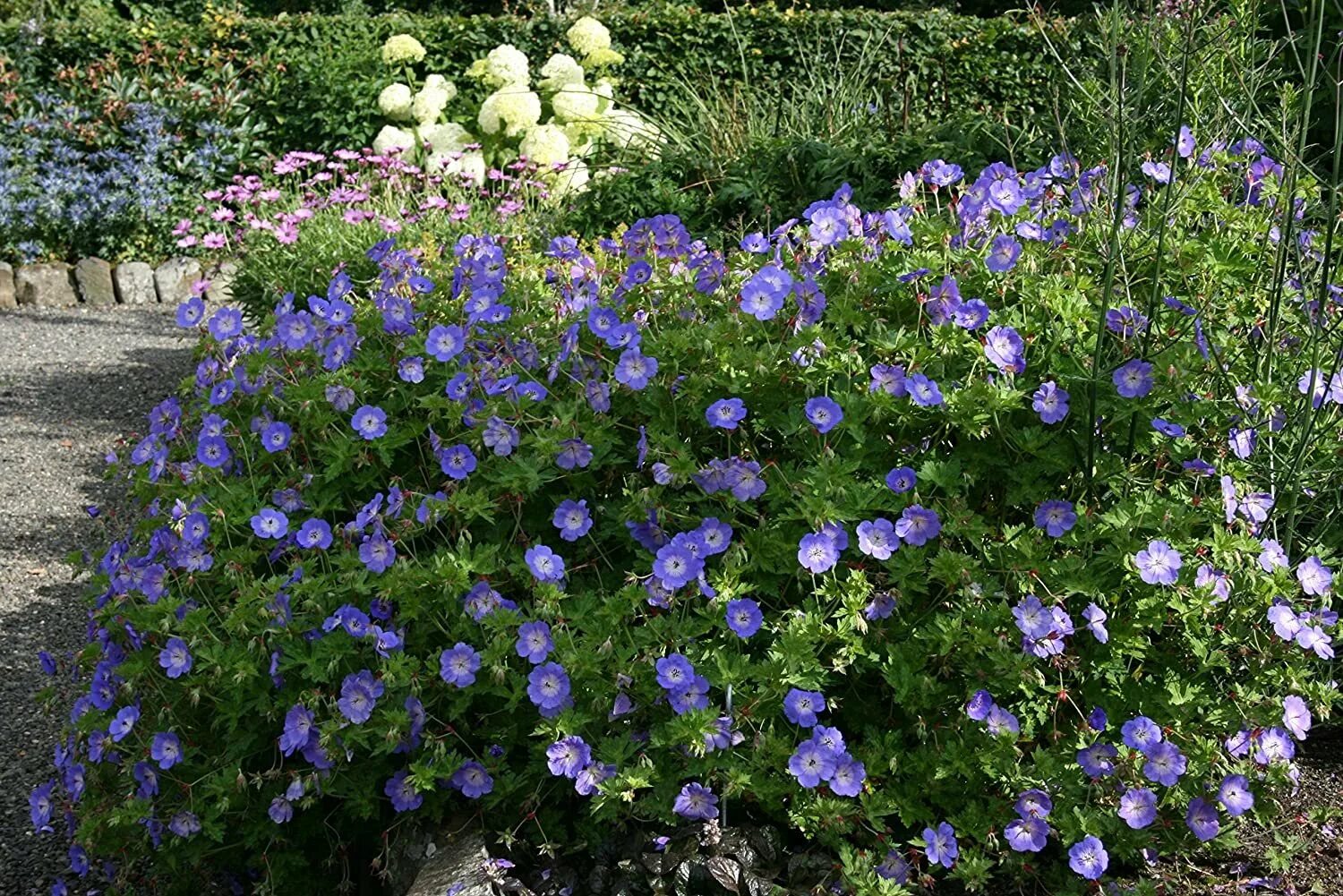 Rozanne Geranium: My Ultimate Favorite Flower - CLC Landscape Design Geraniums g