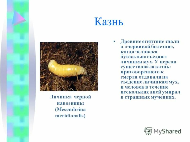 переработка органических отходов личинками мух. тканевые и полостные личиночные паразиты. постановление правительства о личинках мух. цикл развития комнатной мухи схема. заболевание миаз вызывает личинка.