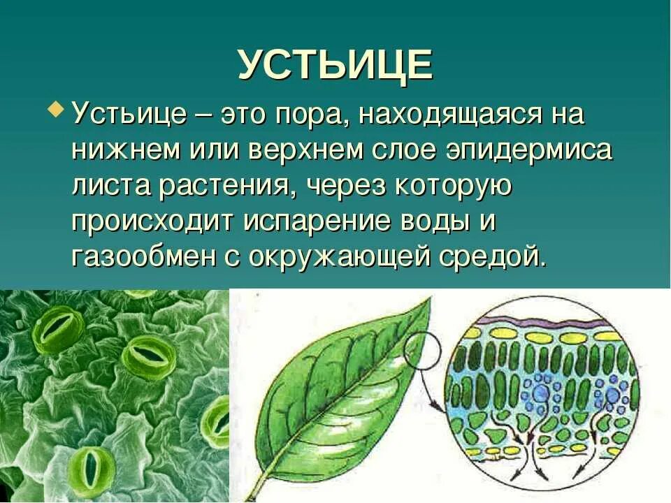 Что такое устьица 6 класс биология кратко