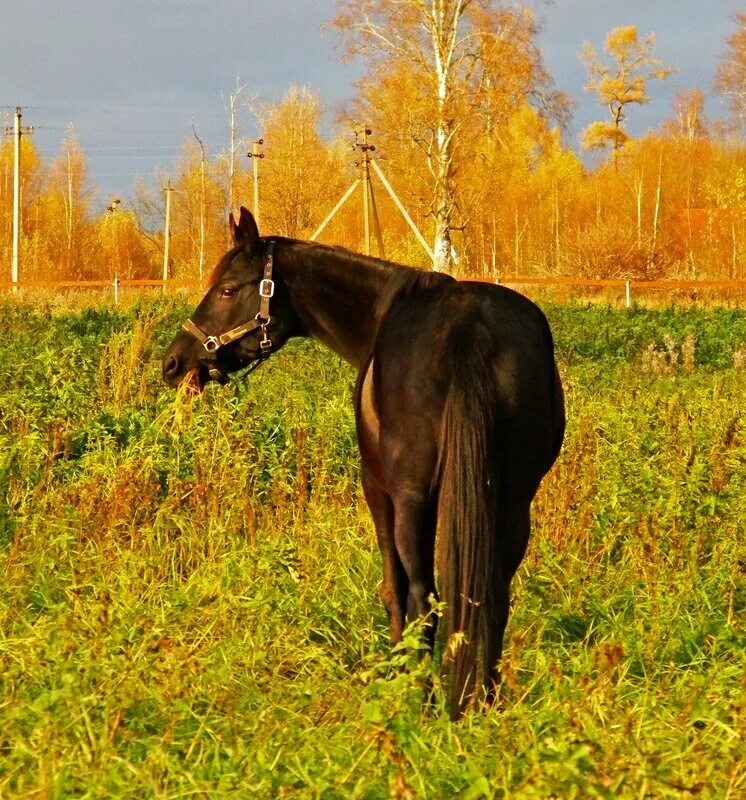 Лошадь ест морковку. Кузомень дикие лошади. Лошадь спит стоя. Лошадь в поре. Лошадь в поре.