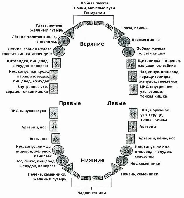 Что означает б 6. За что отвечает 6 зуб снизу. Схема связи зубов с внутренними органами и системами. Седьмой зуб снизу слева. Взаимосвязь зубов и органов.