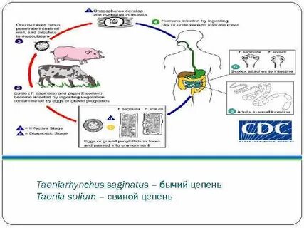 Основным хозяином цепней является