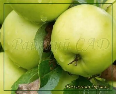 Яблоня грушовка