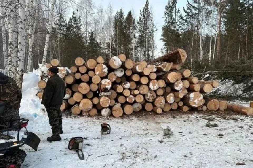 Сколько вырубают деревьев. Рубка деревьев. вырубка деревьев. вырубка лесов. срубленные деревья.