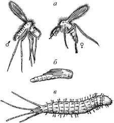 Личинка москита рода Phlebotomus. Мокрецы Двукрылые. Мокрецы москиты паразитология. Личинка мокреца. Комар малярийный комар членистоногие двукрылые