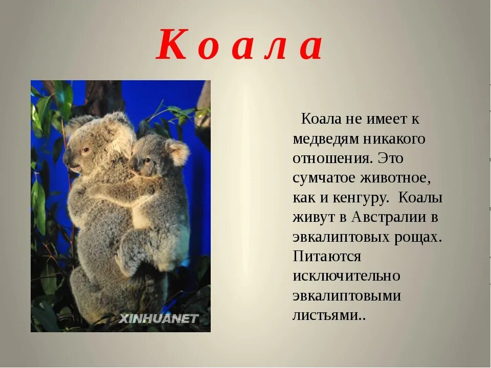 Фактов о животных 3 класс. Интересная информация о животных. факты о животных. это интересно про животных. самые интересные факты о животных.