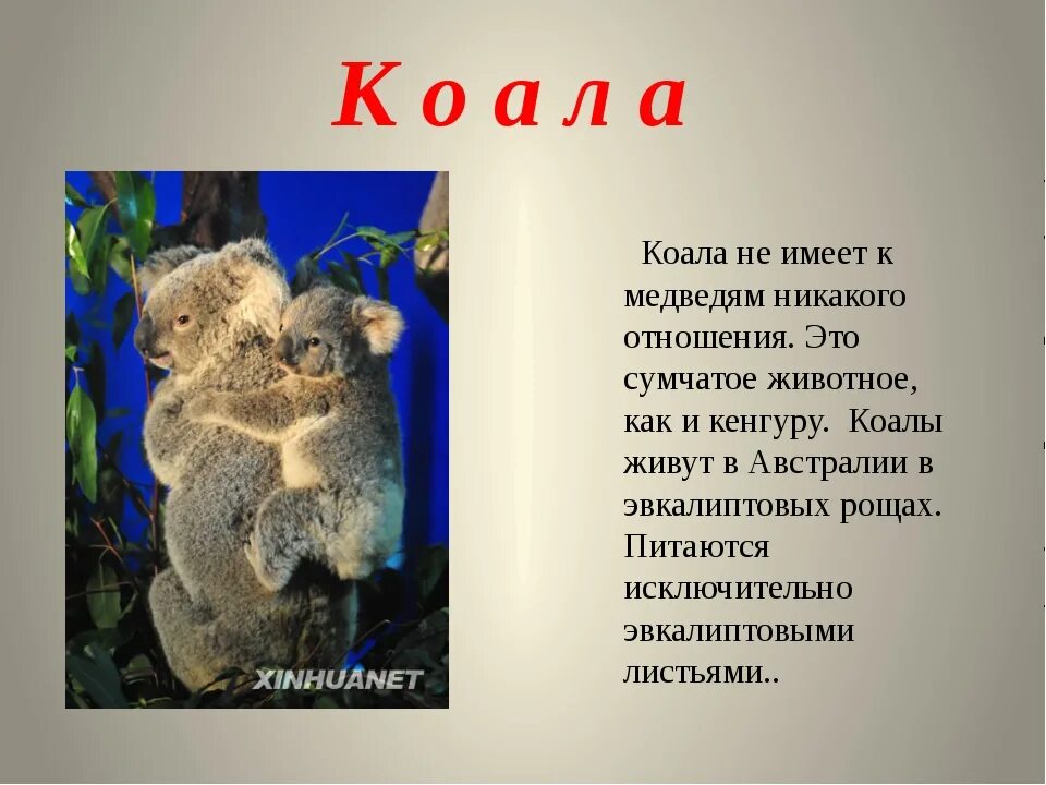 Факты о коалах. Интересные факты о животных. Это интересно про животных. Презентация про животных. Интересные факты о необычных животных.