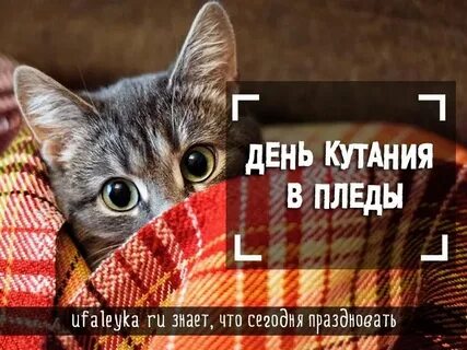 День пледа 26 октября