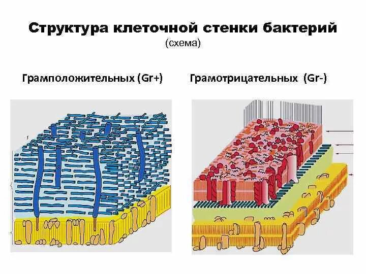 Перечислить функции клеточной стенки. Строение клеточной стенки бактерий. функции клеточной стенки грамположительных бактерий. клеточная стенка грамположительных бактерий схема. состав клеточной стенки бактерий.