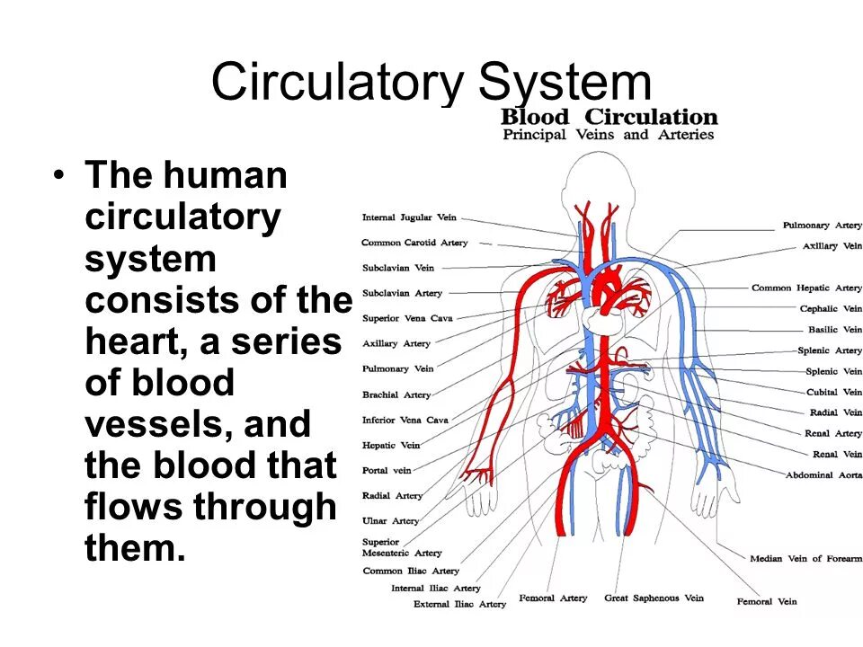 Circulatory system. Blood circulation. blood circulation system. human circulatory system.