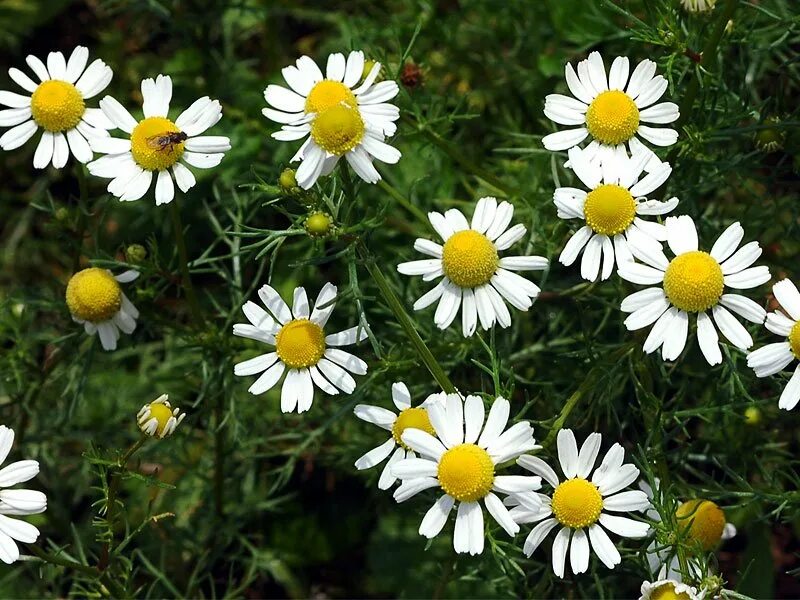 Ромашка лекарственная цветки. Matricaria Chamomilla. Ромашка аптечная (Matricaria Chamomilla). Ромашка лекарственная (Matricaria recutita). Цветок матрикария Хамомилла.