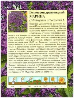 Когда сажать рассаду гелиотропа