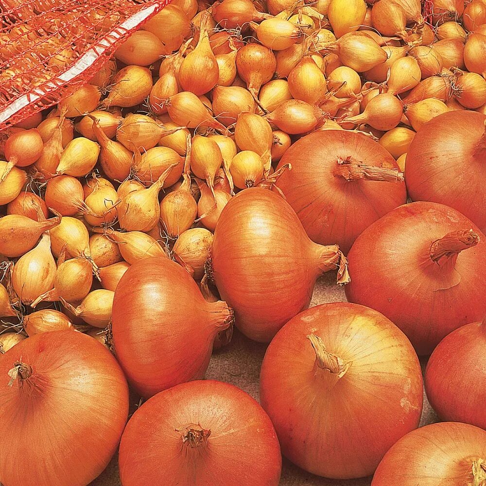 Лук шалот центурион. Лук сорт центурион описание сорта отзывы. Лук-севок геркулес f1 21/24 (голландия). Лук севок центурион описание сорта. Лук-севок центурион f1.