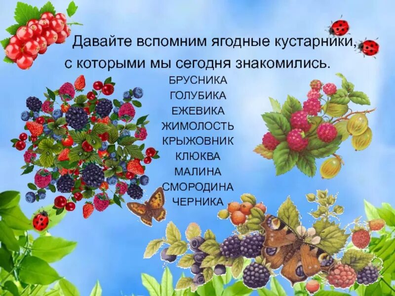 Какой кустарник является культурным орешник смородина. Малина смородина крыжовник кусты. презентация ягодные кустарники. слайд садовые ягоды. презентация садовые ягоды.