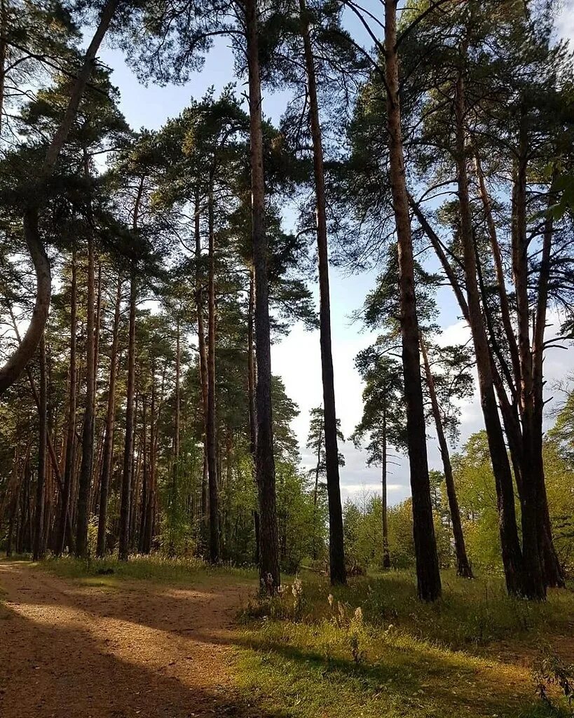 Солотча где. Рязань поселок Солотча. Солотча Рязань лес. Курортный поселок Солотча. Монастырский лес в Солотче.