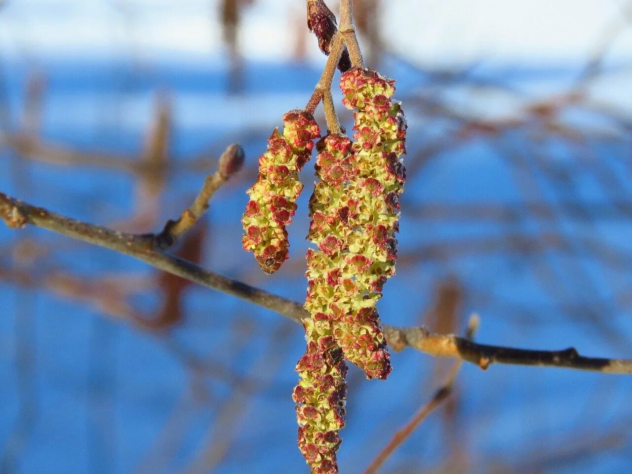 Ольха дерево ольховые сережки. Alnus incana Aurea. Ольха сережки весной. Ольха серая Ауреа. Когда зацветает ольха