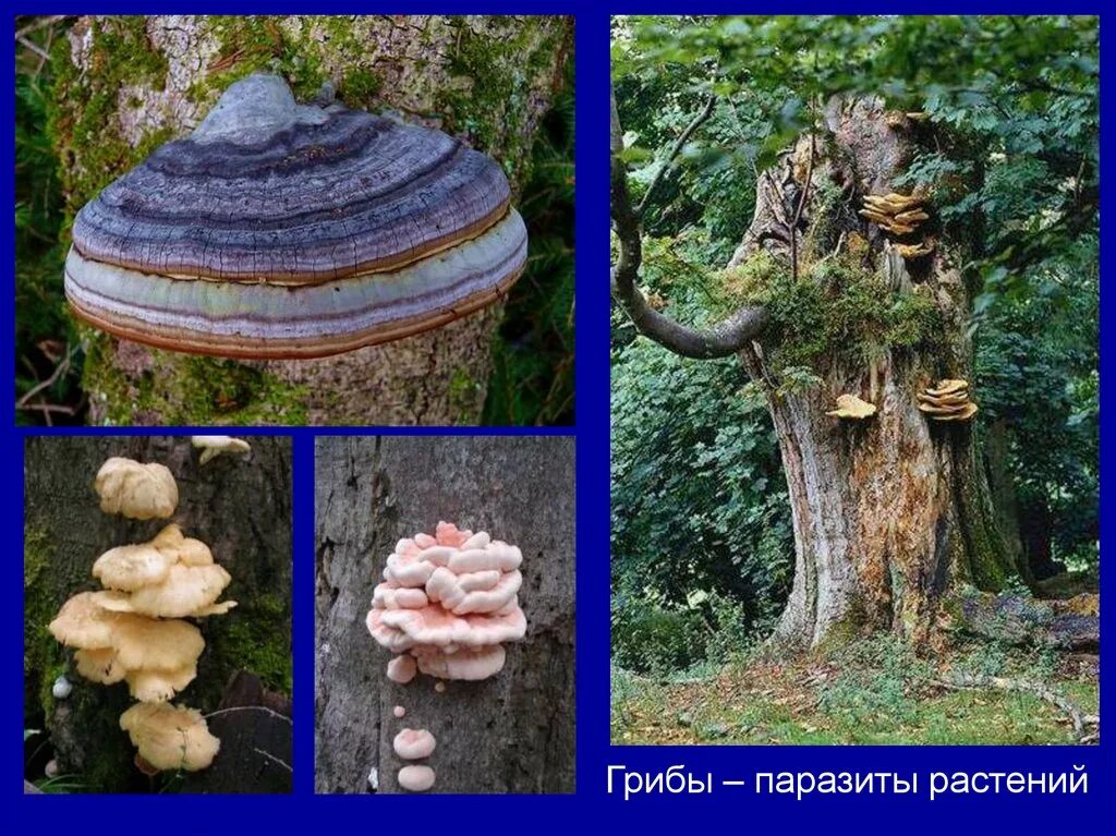 Группы грибов паразитов. Паразитический гриб трутовик. Трутовики царство. Грибы паразиты. Грибы паразиты растений.