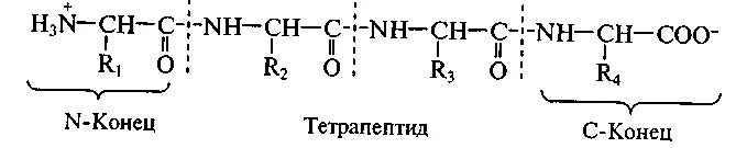 N конец и c конец