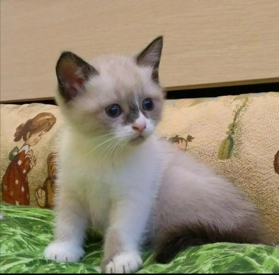 Тайский кот сноу шу. Котенок шу. Сиамский кот сноу шу. Тайский сноу шу. Тайская кошка сноу шу.