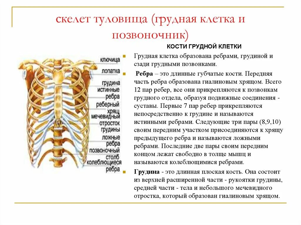 Ребро тип соединения