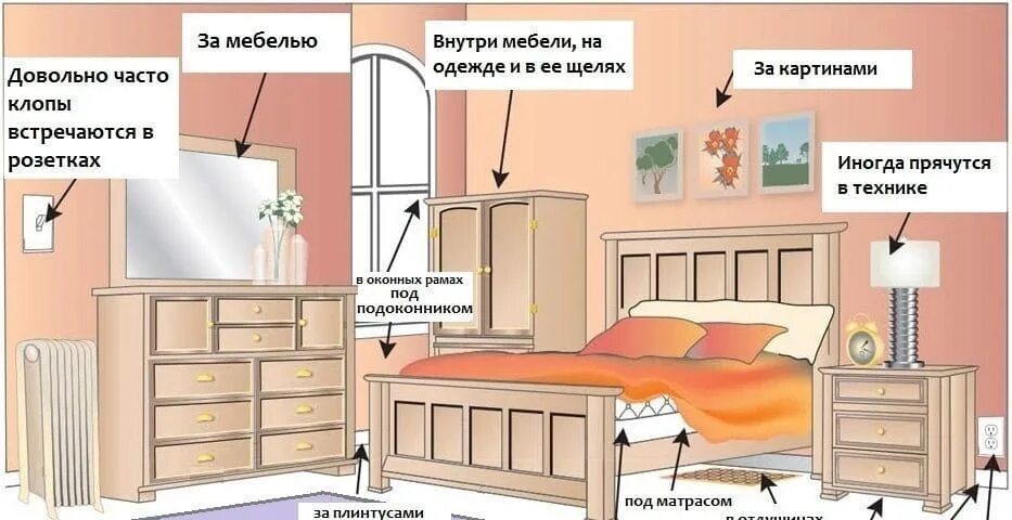 Как убрать клопов из квартиры. Места скопления клопов в квартире.