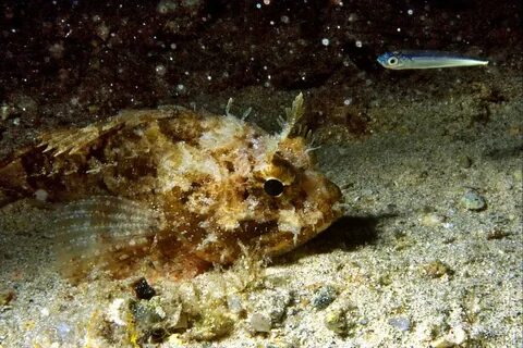 Кто обитает в черном море