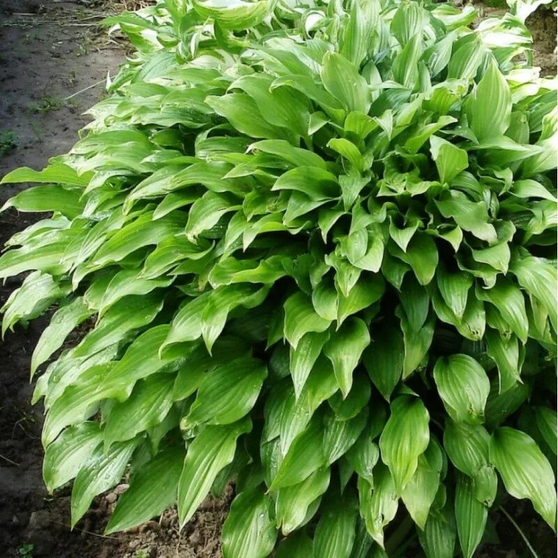 Хоста корневище. Хоста киви сперминт. Хоста узколистная. Хоста метелица. Хоста халцион корневище.