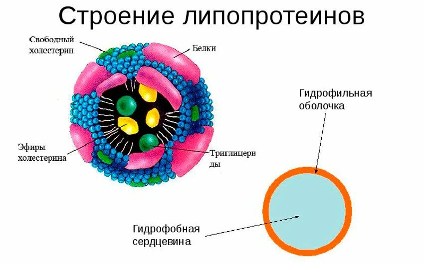 Липопротеины плазмы крови строение. Строение частицы липопротеина. Схема строения липопротеидов. Строение липопротеина плазмы крови.