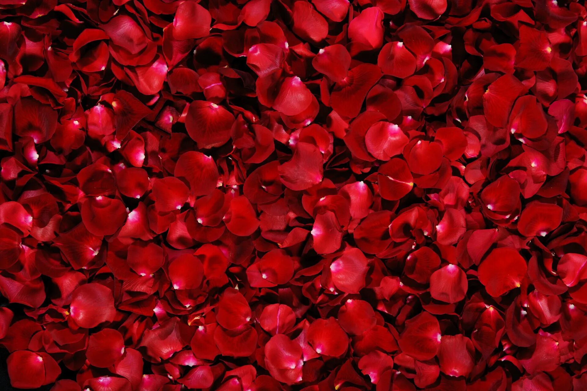 Rose Petals (лепестки роз). Красный цветок. Фоны. Красивый фон.