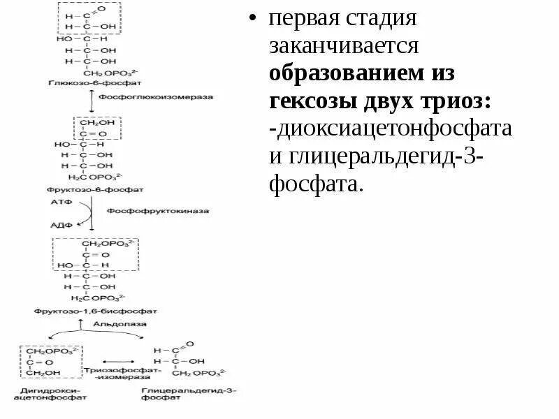 Образование двух триоз из гексозы. Пути превращения триоз. Стадией гликолитической оксидоредукцией. Распад гексозы на триозы реакция.